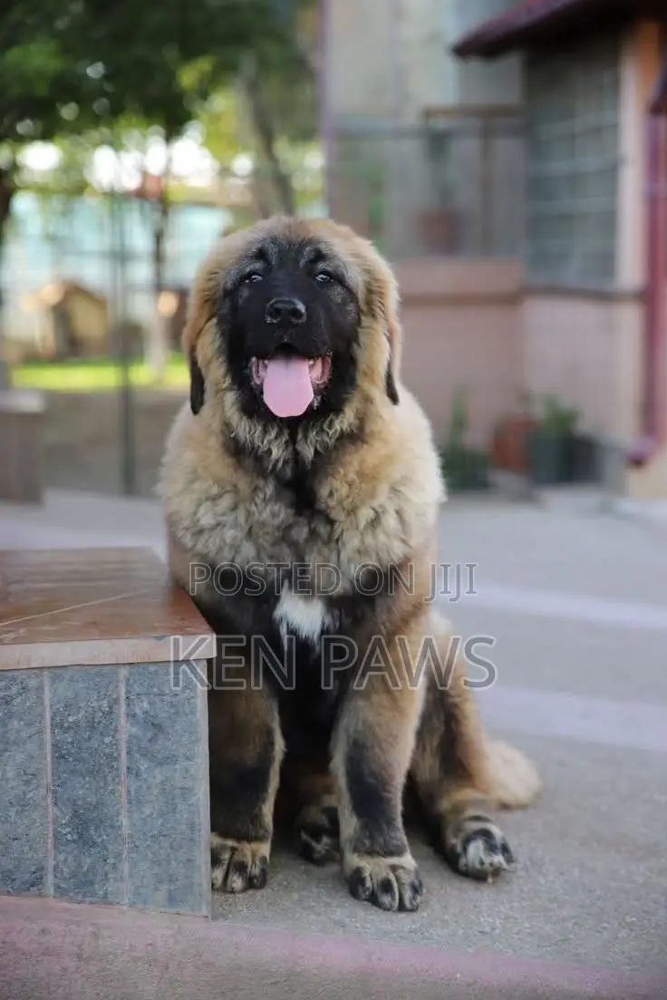 1-3 months Male Purebred Caucasian Shepherd