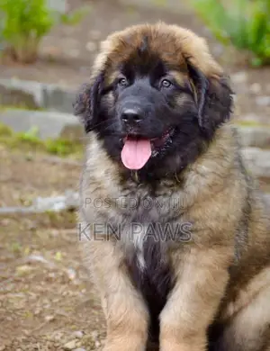 1-3 months Male Purebred Caucasian Shepherd