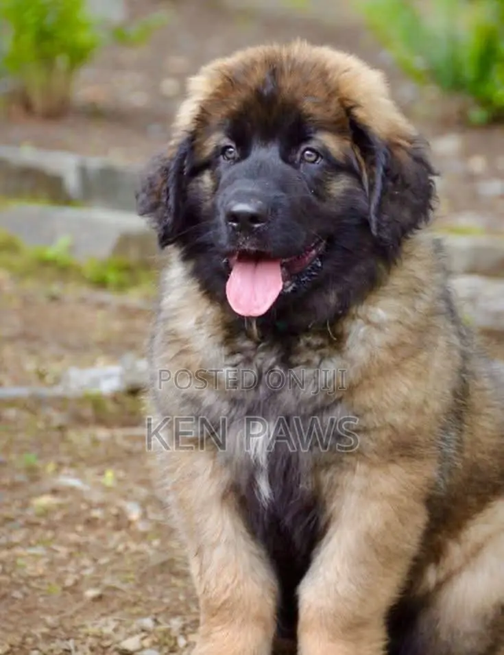 1-3 months Male Purebred Caucasian Shepherd
