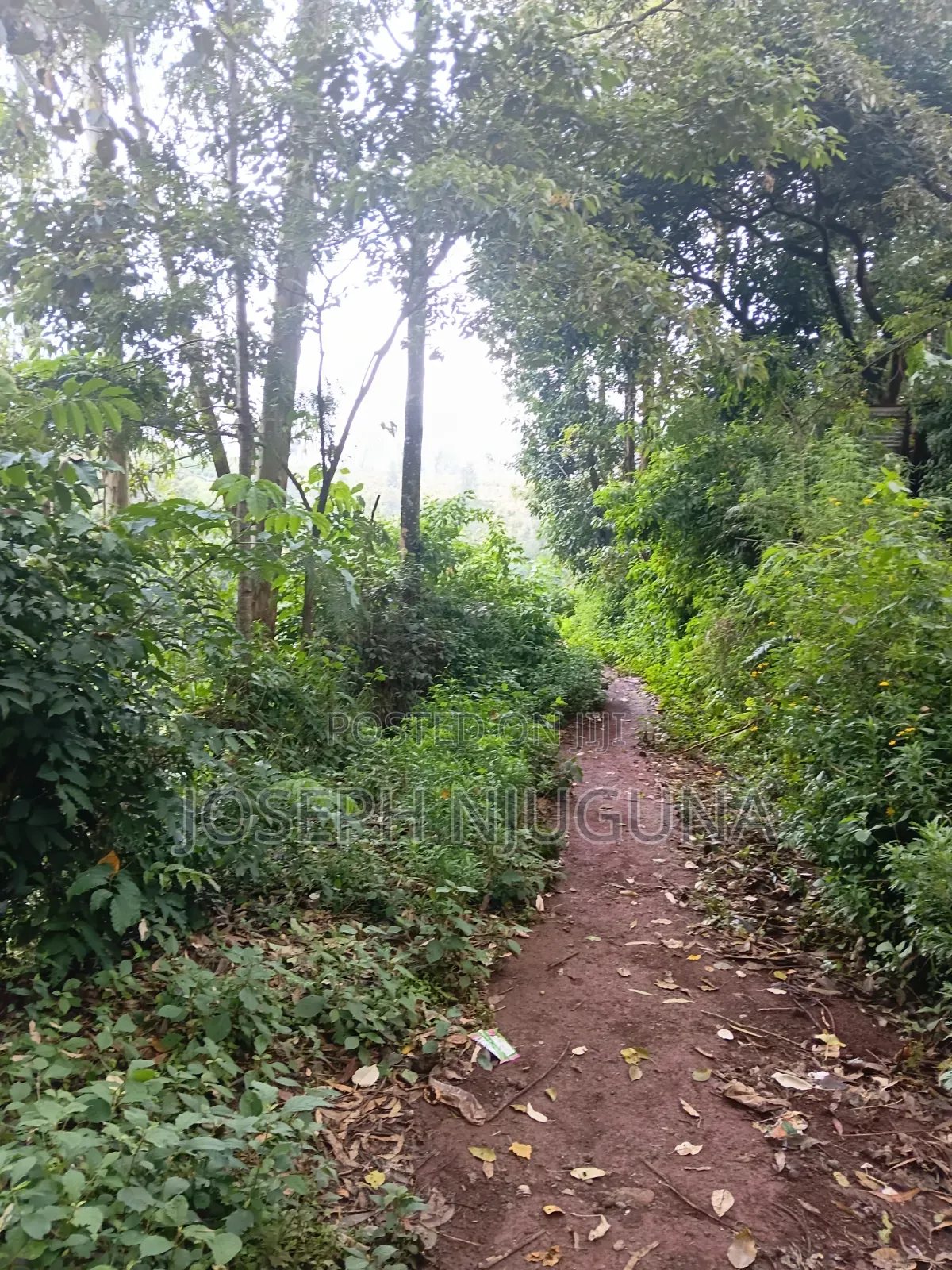 Cianda Kawaida Plot