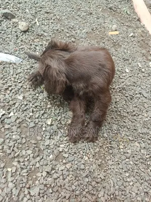 1-3 months Male Purebred Cocker Spaniel