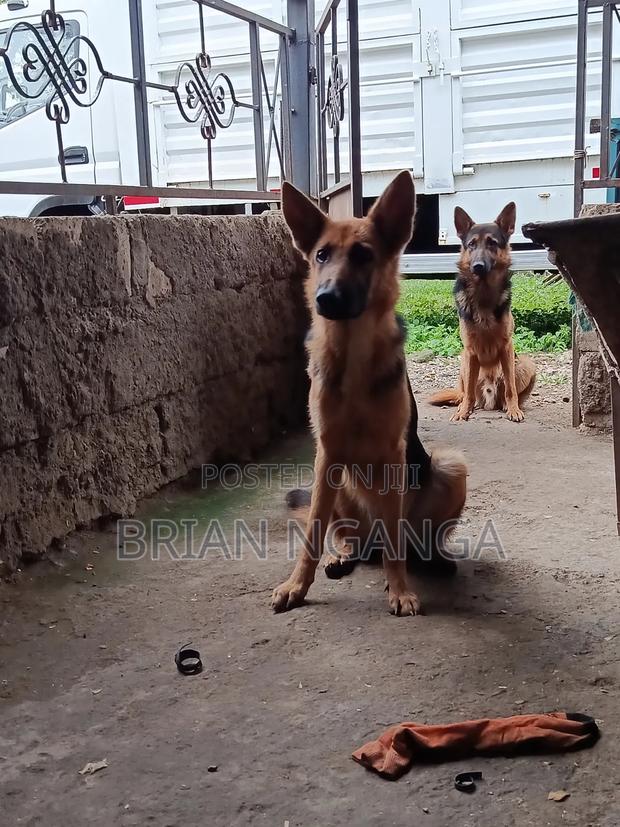 1+ year Male Purebred German Shepherd