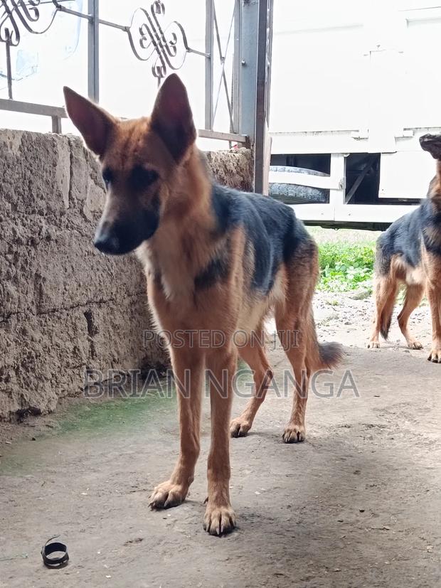 1+ year Male Purebred German Shepherd - thumbnail 2