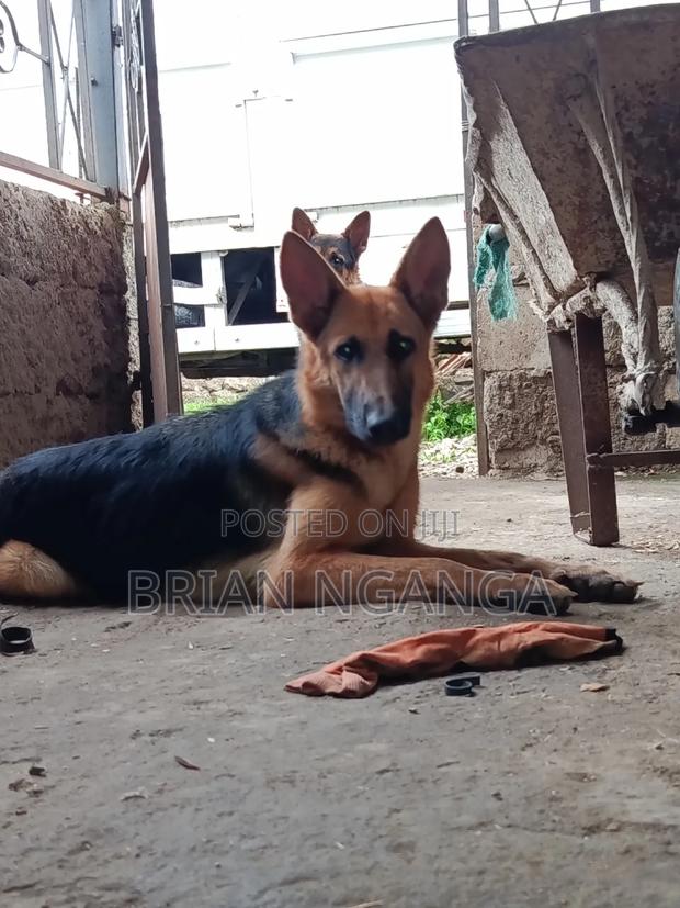 1+ year Male Purebred German Shepherd - thumbnail 3