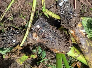 Arrow Roots/Nduma