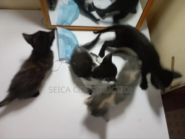 0-1 month Male Mixed Breed Cat