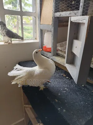 Fantail Pigeon for Sale