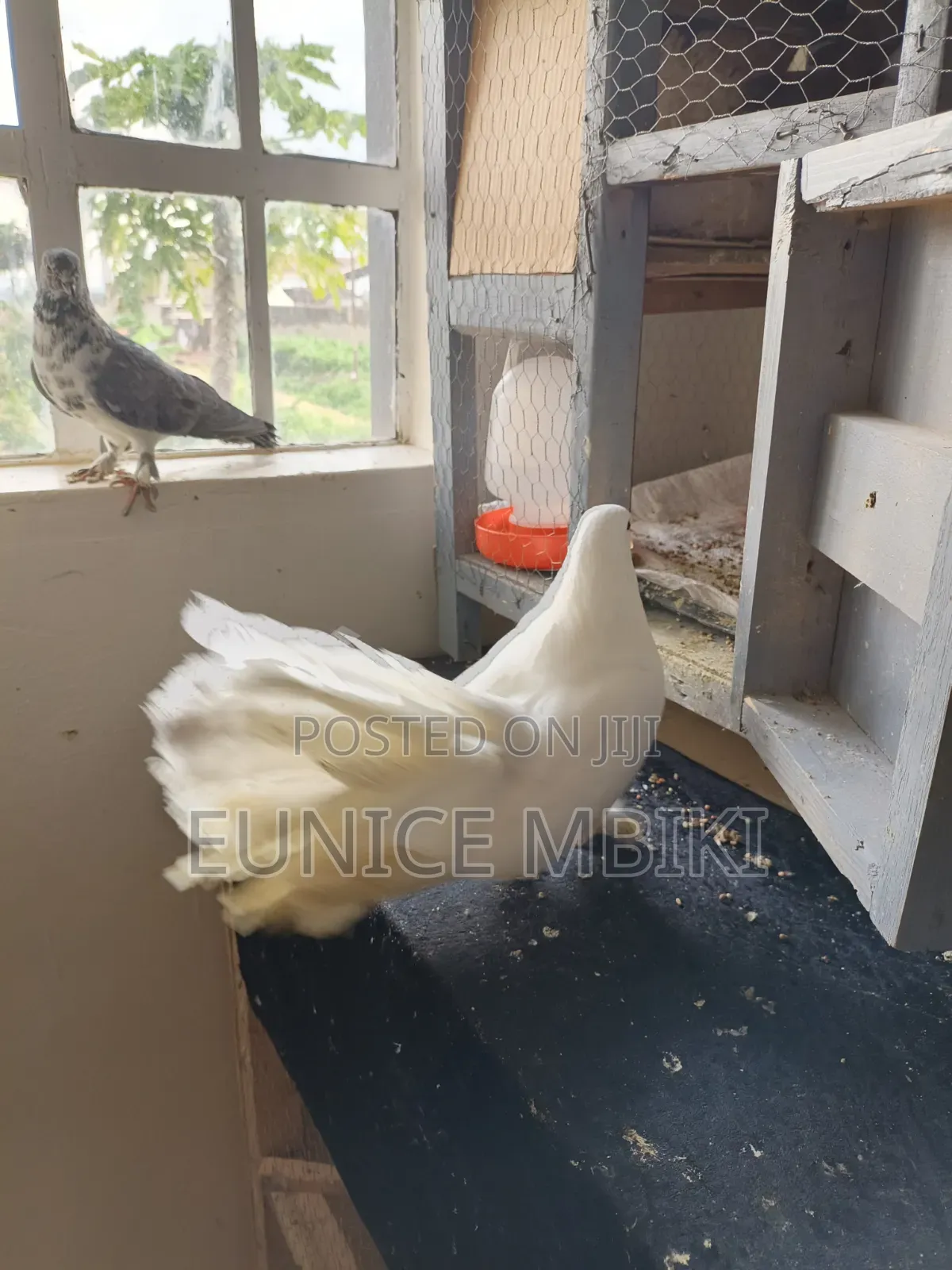 Fantail Pigeon for Sale