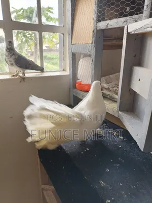 Fantail Pigeon for Sale