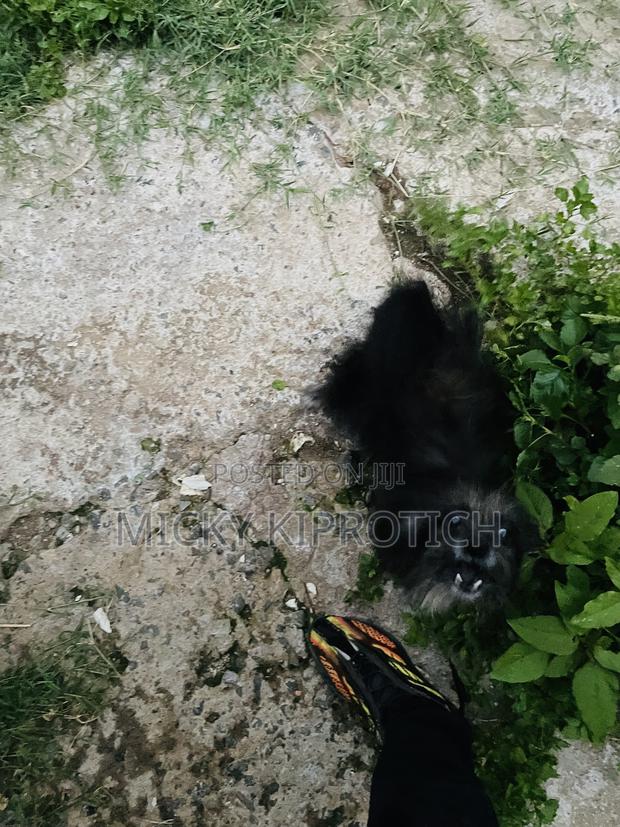 6-12 months Male Purebred Japanese Chin