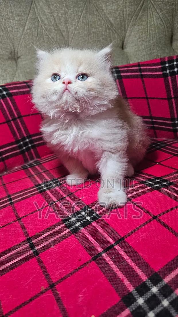 1-3 months Female Purebred Persian - main view