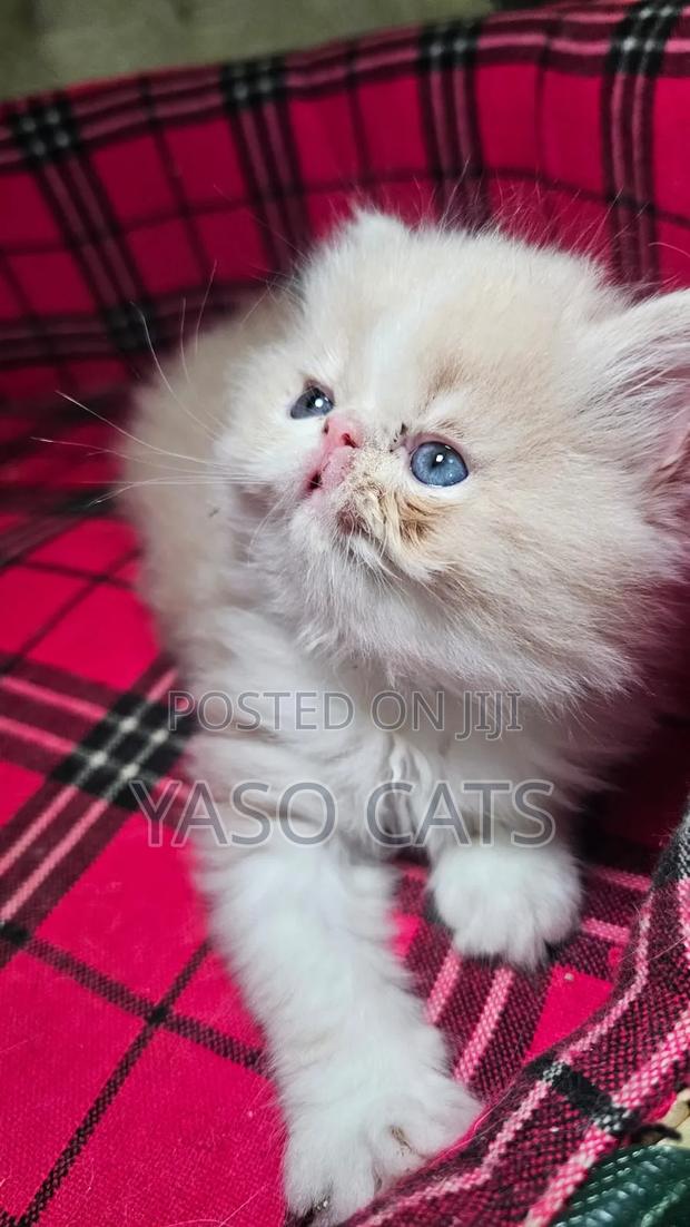 1-3 months Female Purebred Persian