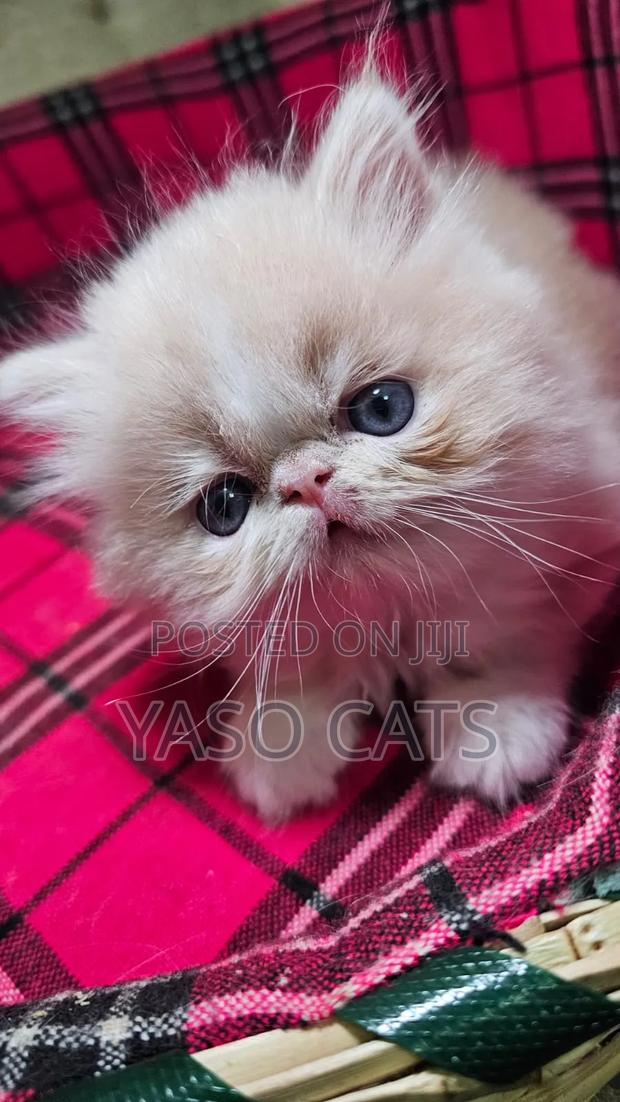 1-3 months Female Purebred Persian - thumbnail 2