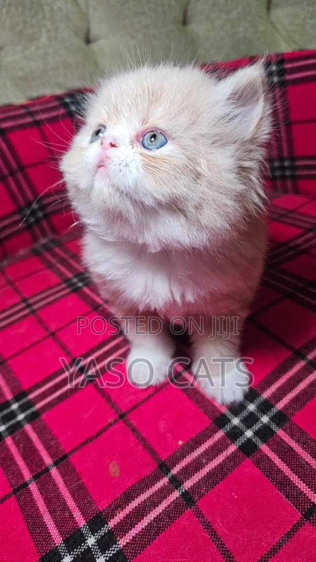 1-3 months Female Purebred Persian - thumbnail 2