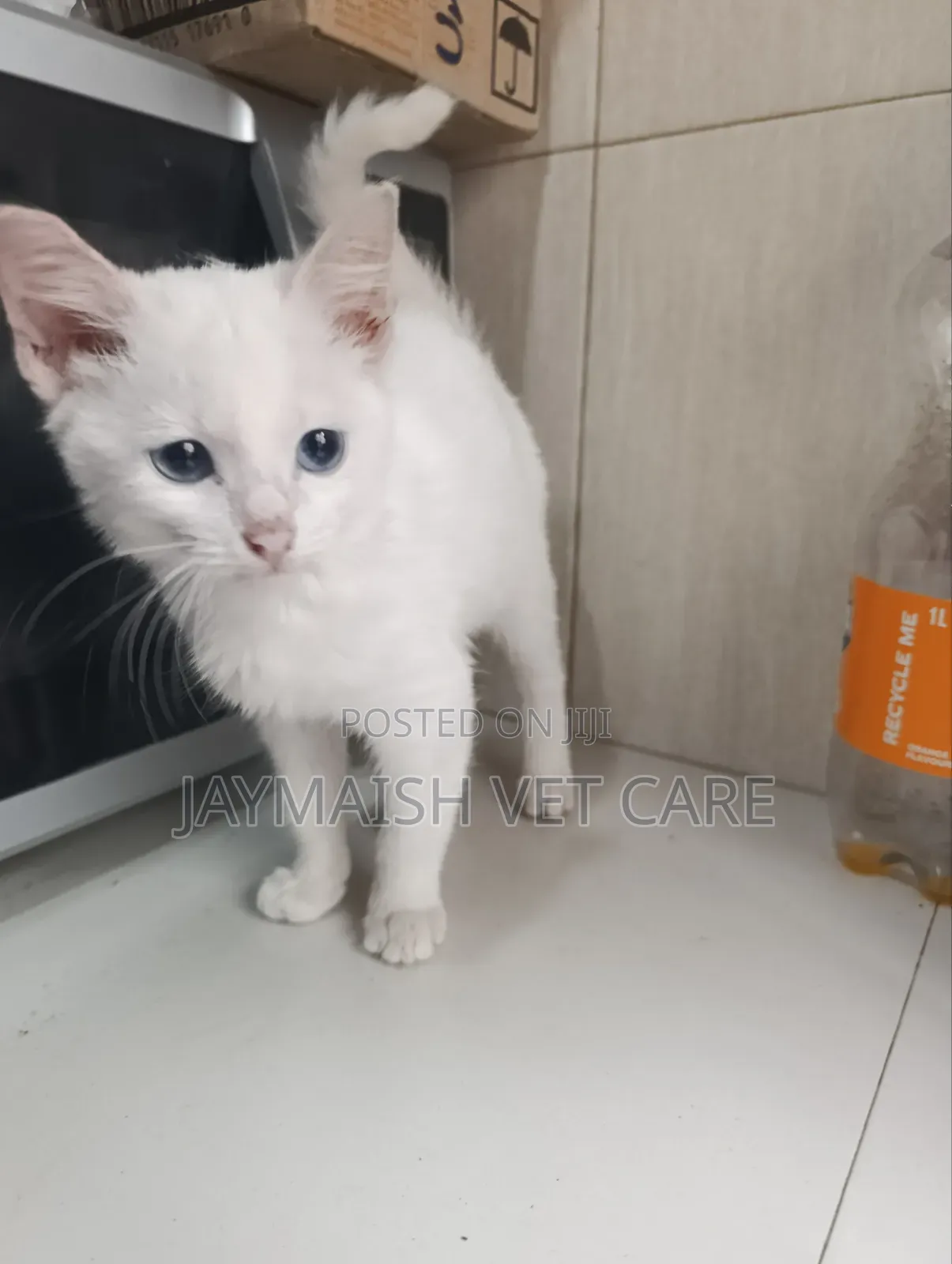 1-3 months Male Purebred Turkish Angora