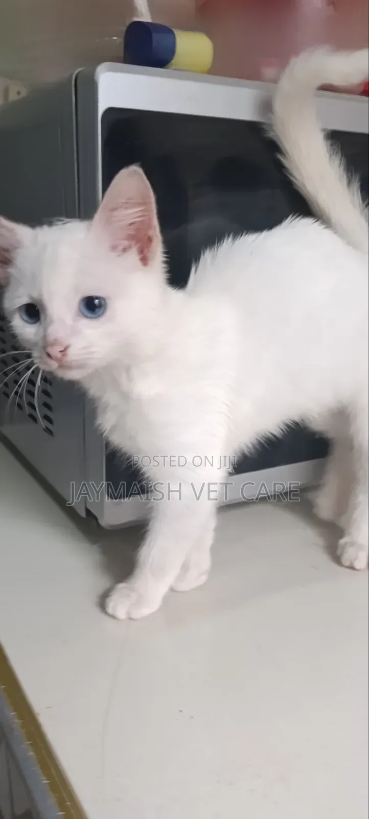 1-3 months Male Purebred Turkish Angora