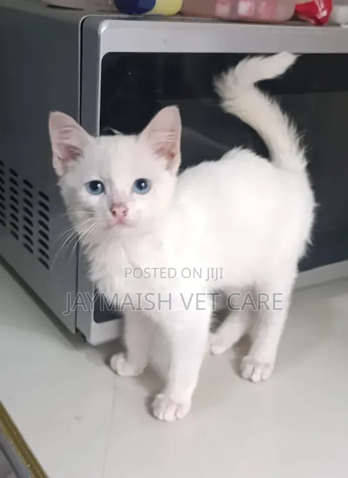 1-3 months Male Purebred Turkish Angora