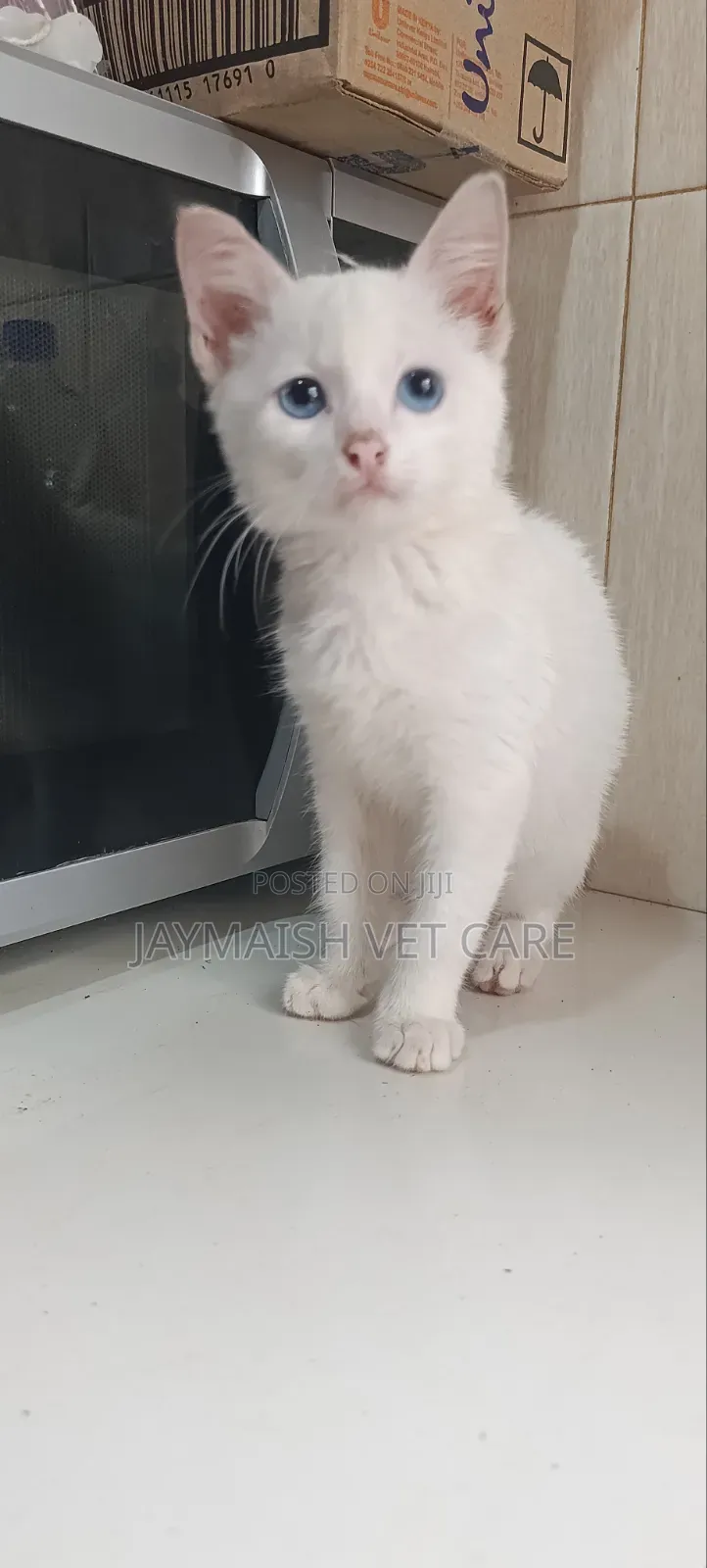 1-3 months Male Purebred Turkish Angora