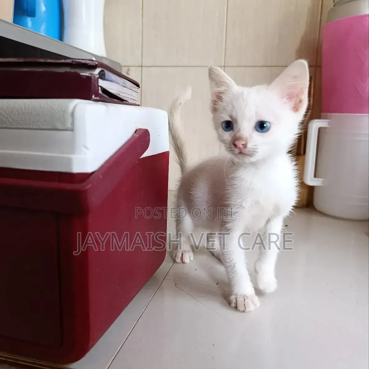 1-3 months Male Purebred Turkish Angora