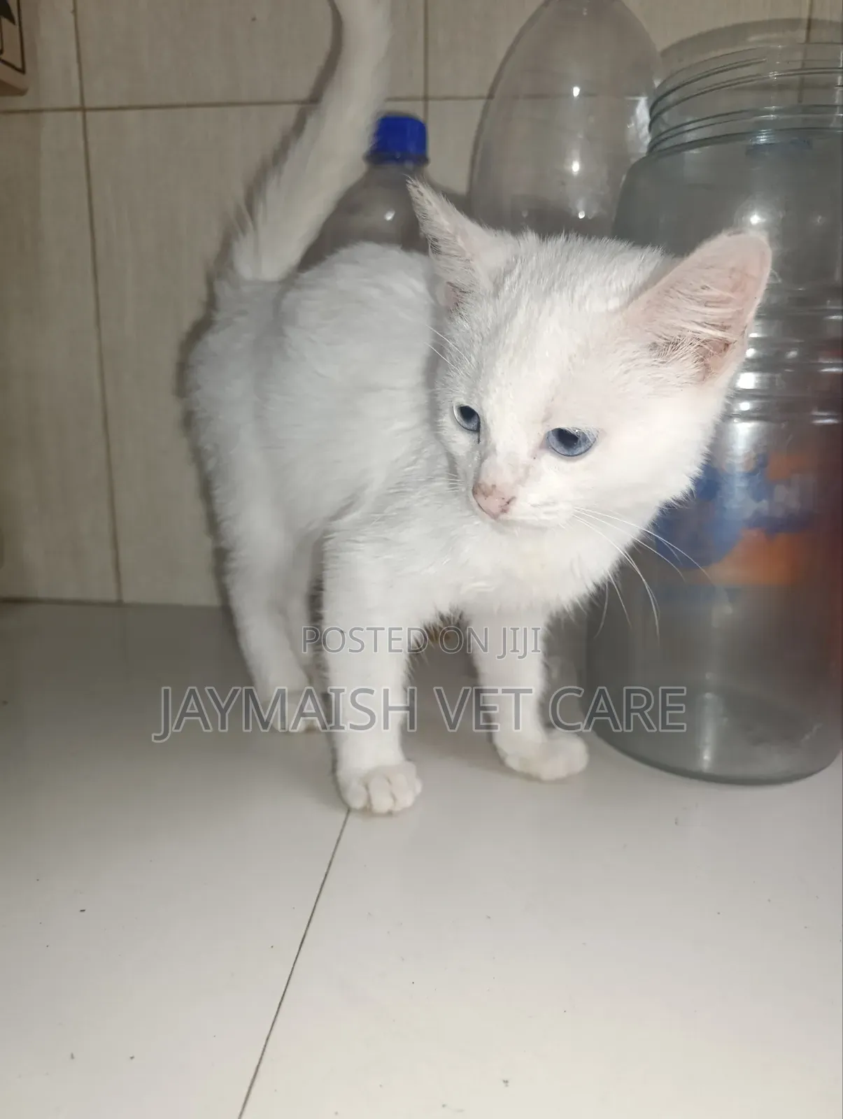 1-3 months Male Purebred Turkish Angora
