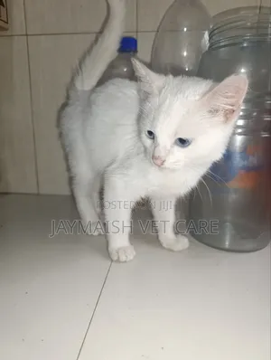 1-3 months Male Purebred Turkish Angora