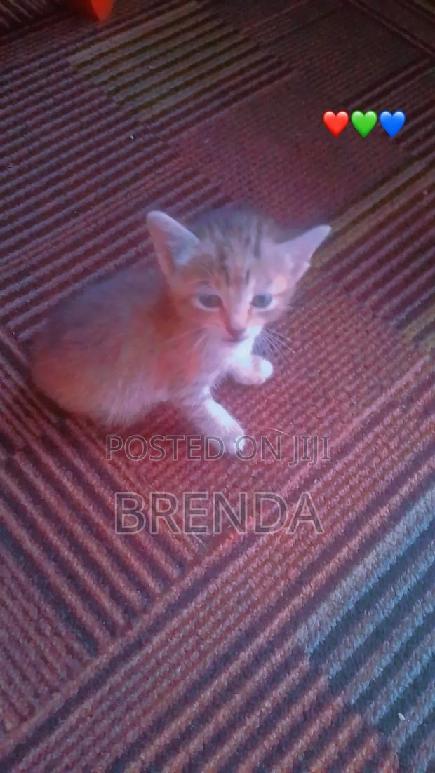 0-1 month Female Mixed Breed American Shorthair