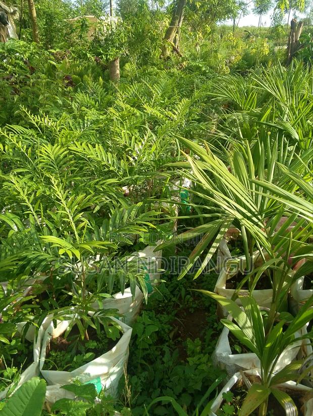 Indigenous Tree and Forestry