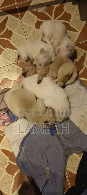 0-1 month Female Purebred Japanese Spitz
