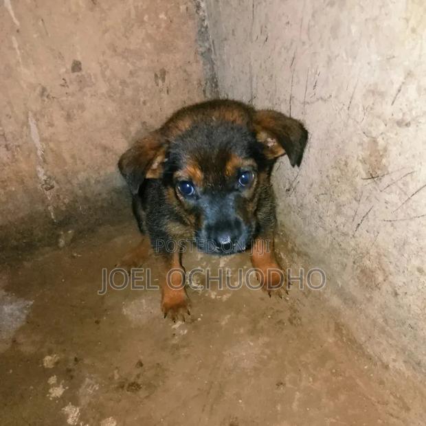 1-3 months Male Purebred German Shepherd - thumbnail 2