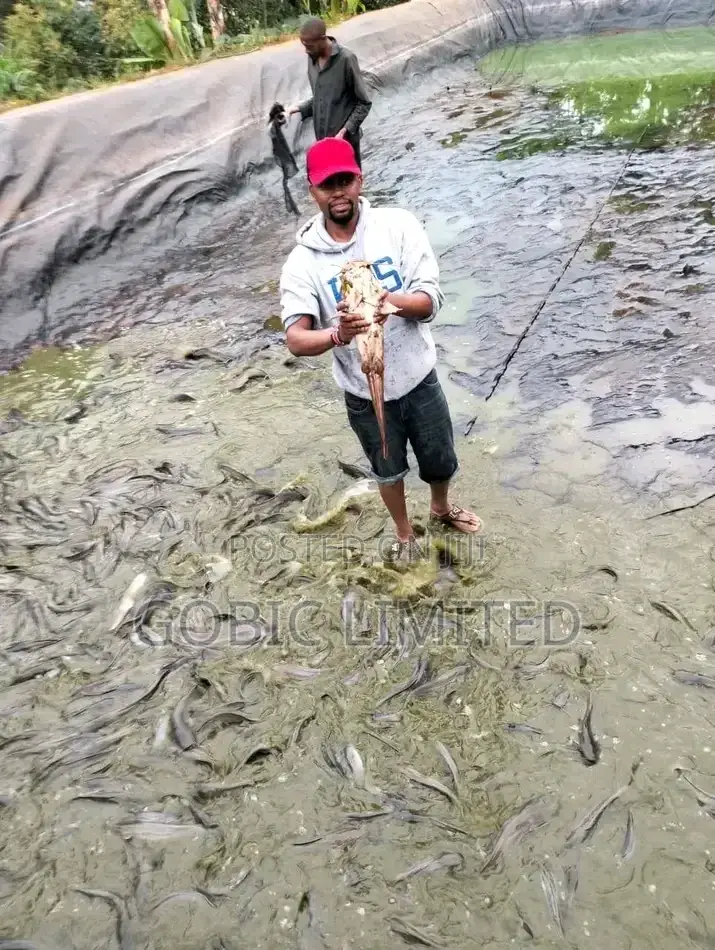Karen Fishpond Contractors