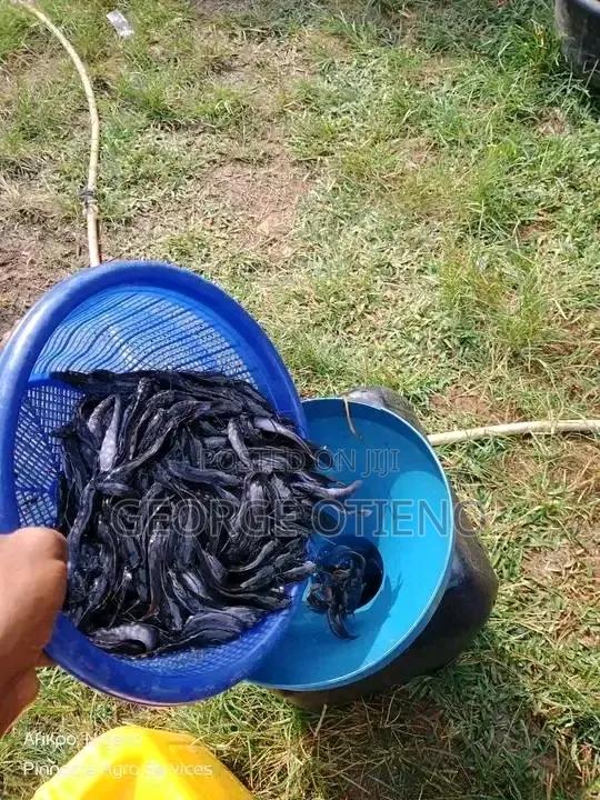 African Catfish Fingerlings on Sale