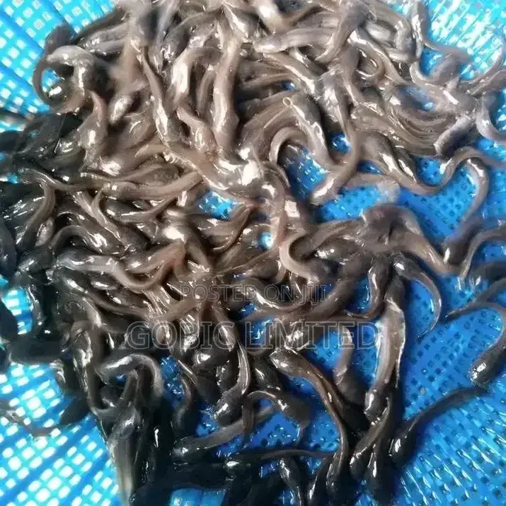 Hibrid Fish Fingerlings on Sale