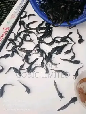 Hibrid Fish Fingerlings on Sale