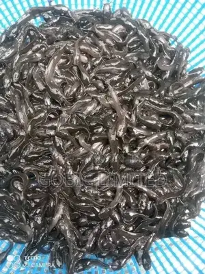 Hibrid Fish Fingerlings on Sale