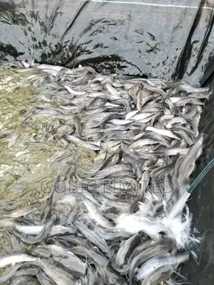 Hibrid Fish Fingerlings on Sale