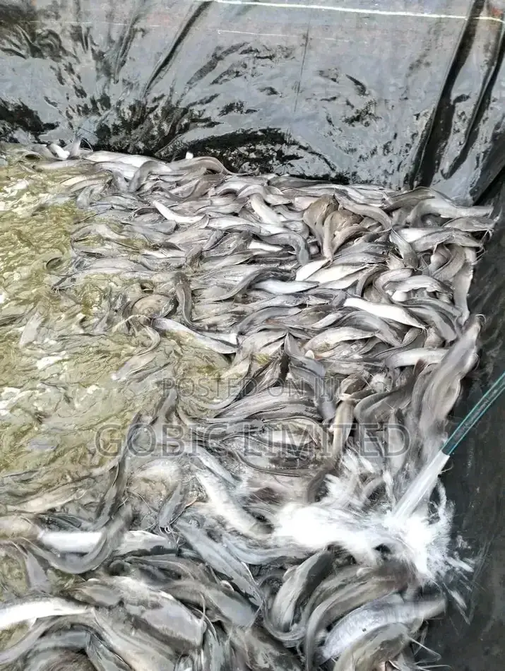 Hibrid Fish Fingerlings on Sale