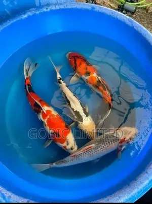 Ornamental Fish Fingerlings on Sale