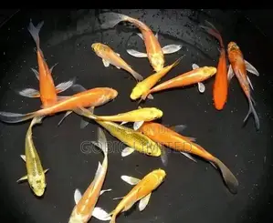 Ornamental Fish Fingerlings on Sale