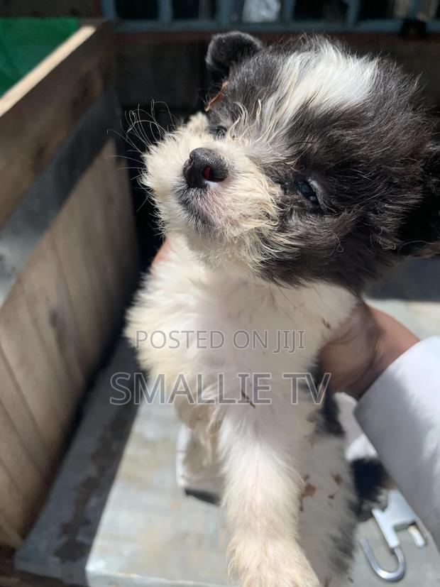1-3 months Male Mixed Breed Chihuahua