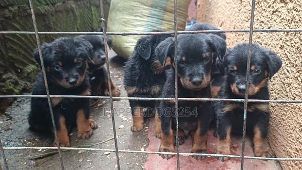 1-3 months Male Purebred Rottweiler