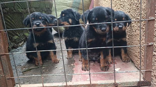 1-3 months Male Purebred Rottweiler - thumbnail 3