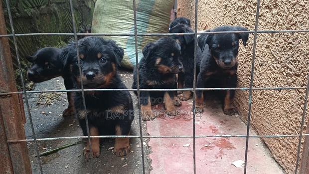 1-3 months Male Purebred Rottweiler - thumbnail 2