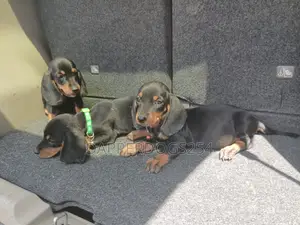 1-3 months Male Purebred Dachshund