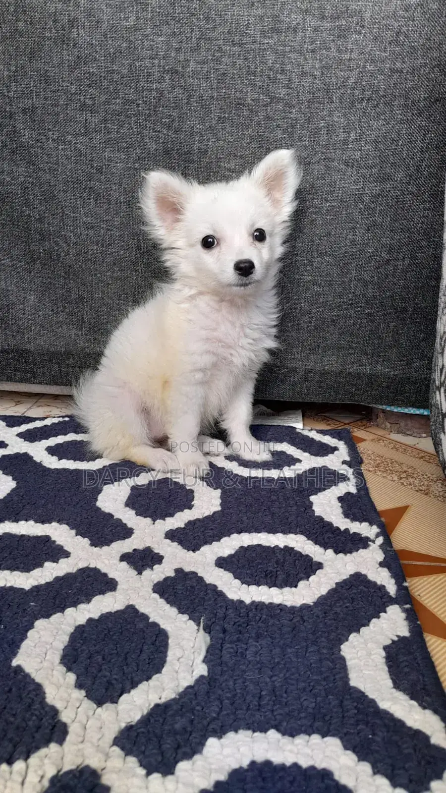 1-3 months Female Purebred Japanese Spitz