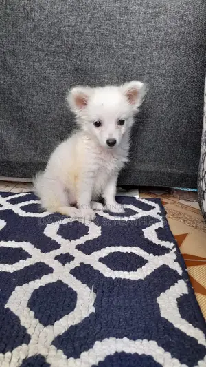 1-3 months Female Purebred Japanese Spitz