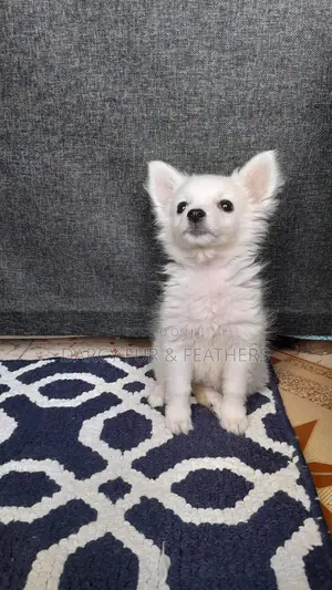 1-3 months Female Purebred Japanese Spitz
