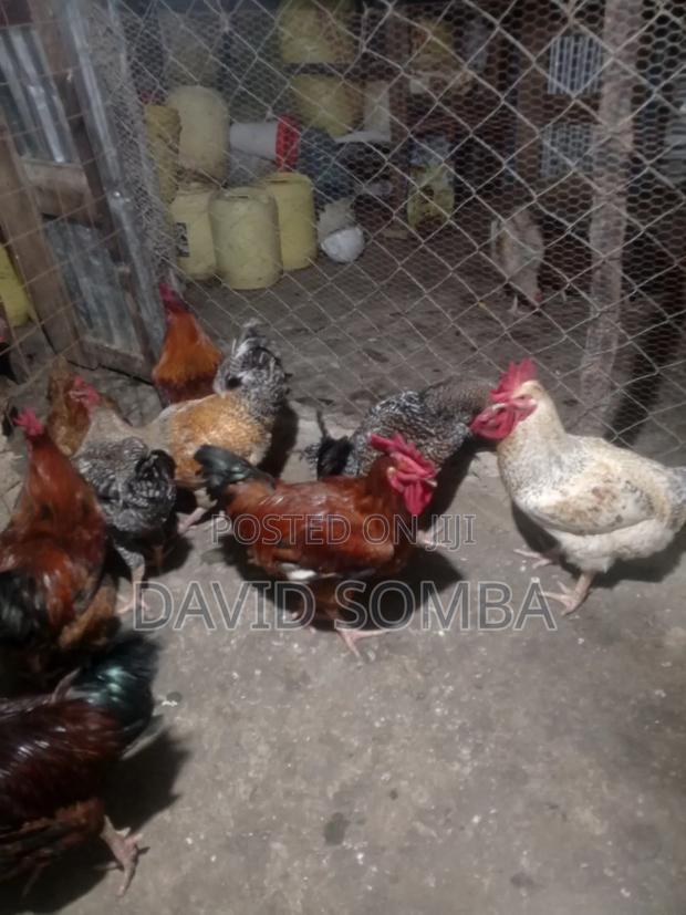 Kienyeji Cockerel and Hens - thumbnail 2