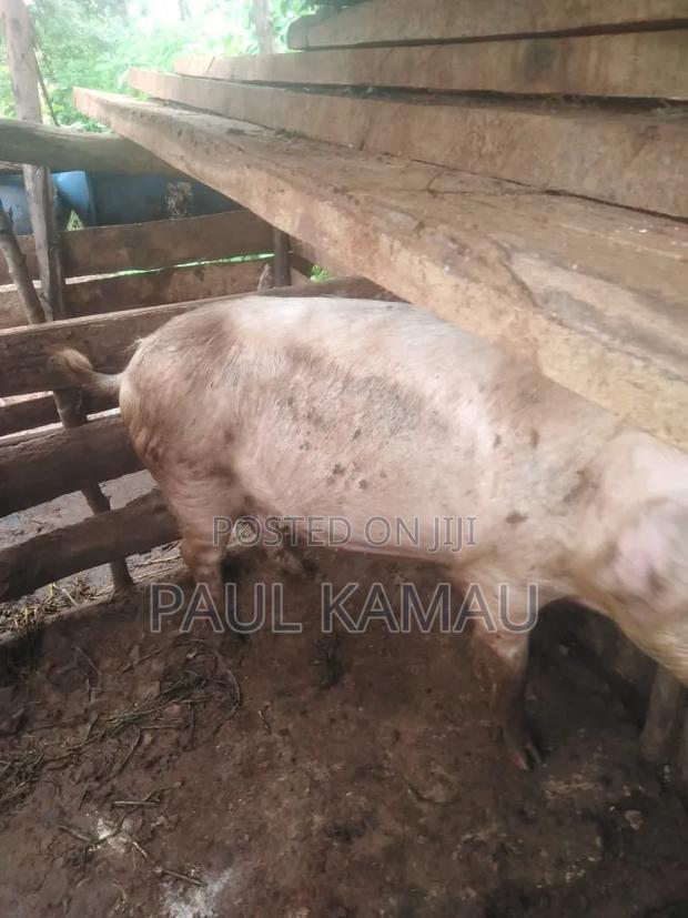 A Pregnant Sow