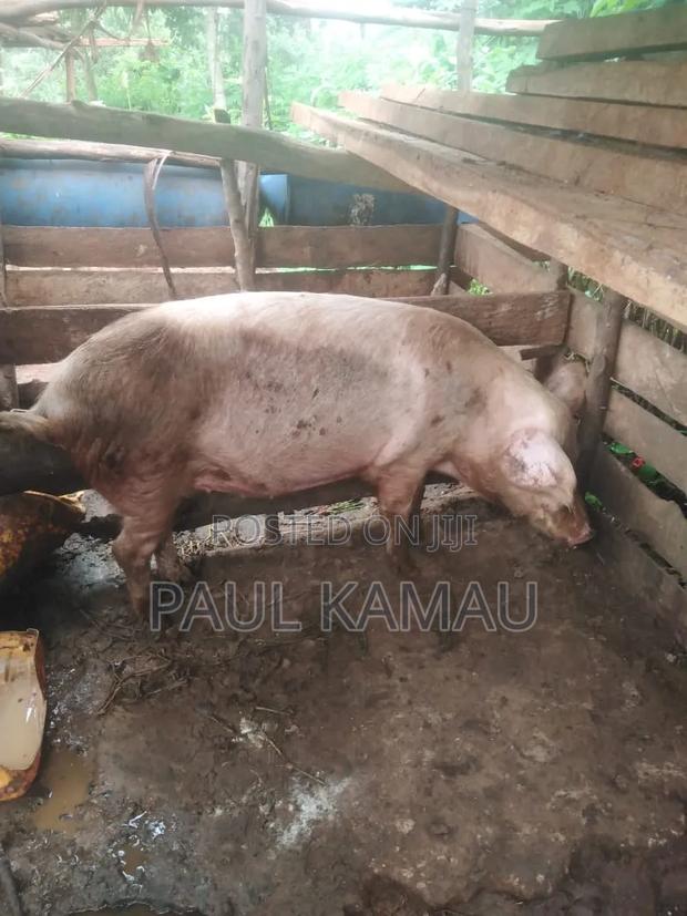 A Pregnant Sow - thumbnail 2