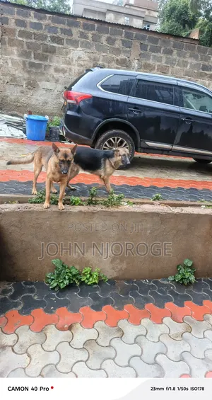3-6 months Female Purebred German Shepherd